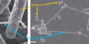 Bacteria form nanotubes between cells to exchange nutrients