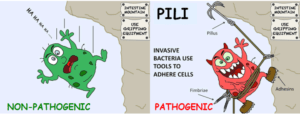 Invasive bacteria use attachment tools like pili and adhesins to adhere to cells