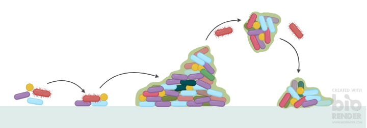The bacterial cycle of biofilm formation. Bacteria settle down, produce biofilm, grow and then destroy the biofilm.