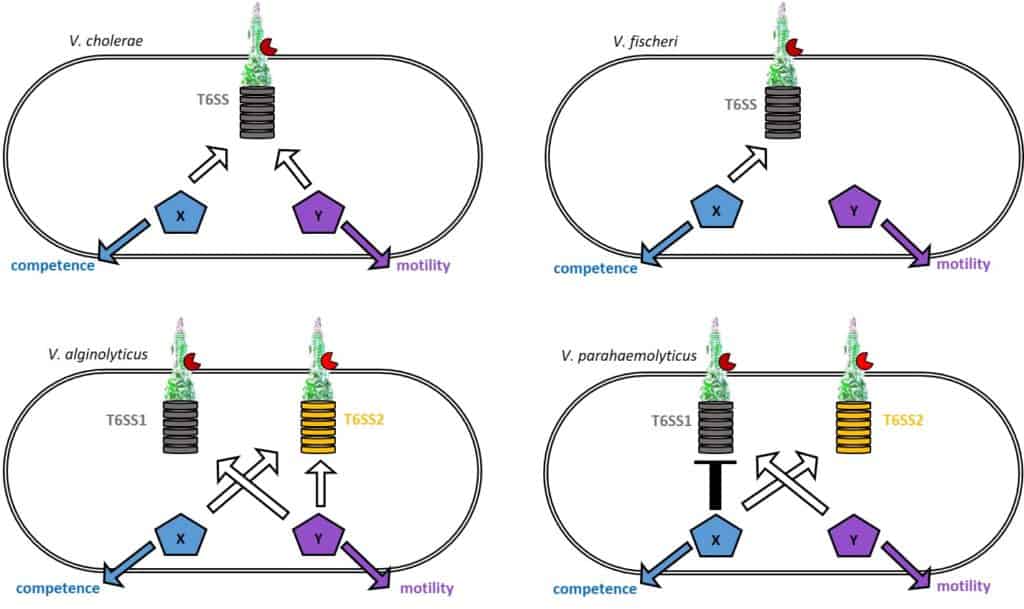 Vibrio bacteria use their T6SS killing machine for movement or DNA uptake. Two proteins helps these bacteria decide to kill or flee.
