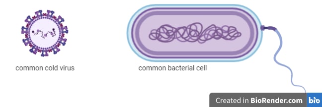 The differences between viruses and bacteria are based on their structures. A virus solely consists of a protein -lipid envelope and a genome. A bacterium is a physiologically active cell.