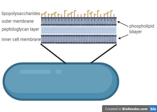 Gram-negative bacteria have two membrane that are separated by a layer of peptidoglycan.