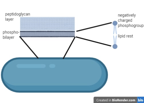 Gram-positive bacteria have a thick cell wall consisting of a phosphobilayer and a thick layer of peptidoglycan.