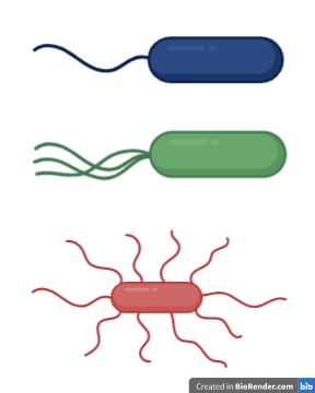 Some bacteria have flagella, which when rotate, allow the bacteria to swim.