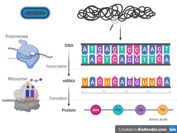 The bacterial gemome is transcribed into RNA and then into amino acids that fold into proteins