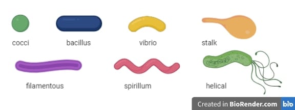 Bacteria come in various shapes.