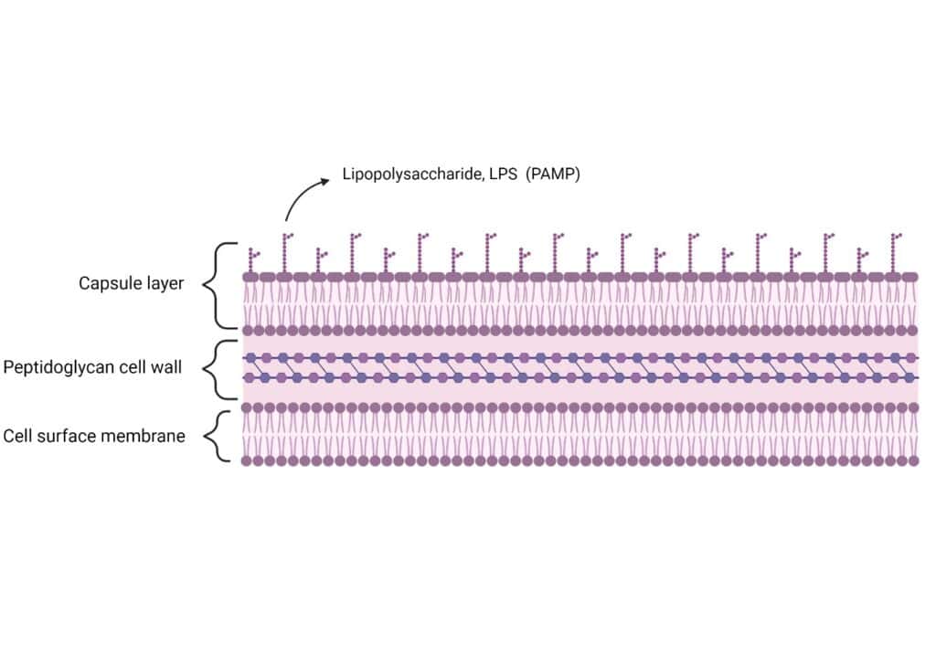 Schematic model of the Gram-positive bacterial cell surface with the PAMPs that are recognised by the complement and immune system.