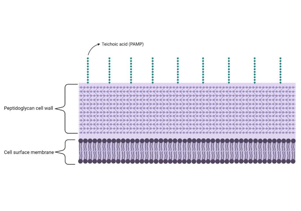 Schematic model of the Gram-positive bacterial cell surface with the PAMPs that are recognised by the complement and immune system.