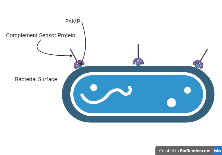 A complement sensor protein binds to a bacterial PAMP