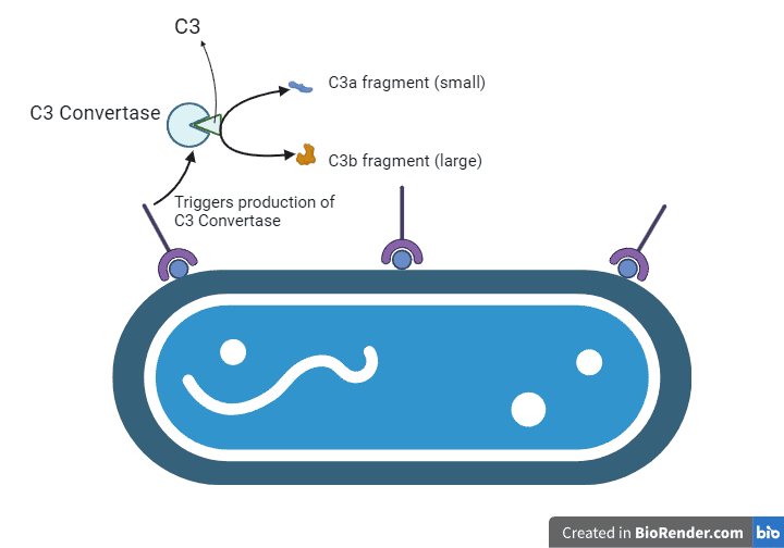 C3 convertase production and its subsequent action