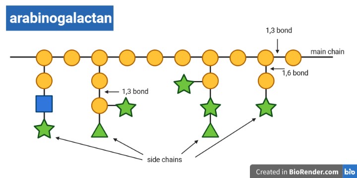 Arabinogalactan consists of a main chain of sugar molecules and many branched side chains of sugar molecules of different lengths and sugars.