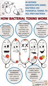 Whenever a bacterium delivers a toxin into a prey bacterium, it wants to hurt it real bad. This means, that a toxin generally targets any of the essential components of the prey bacterium to make sure there is no chance of survival.