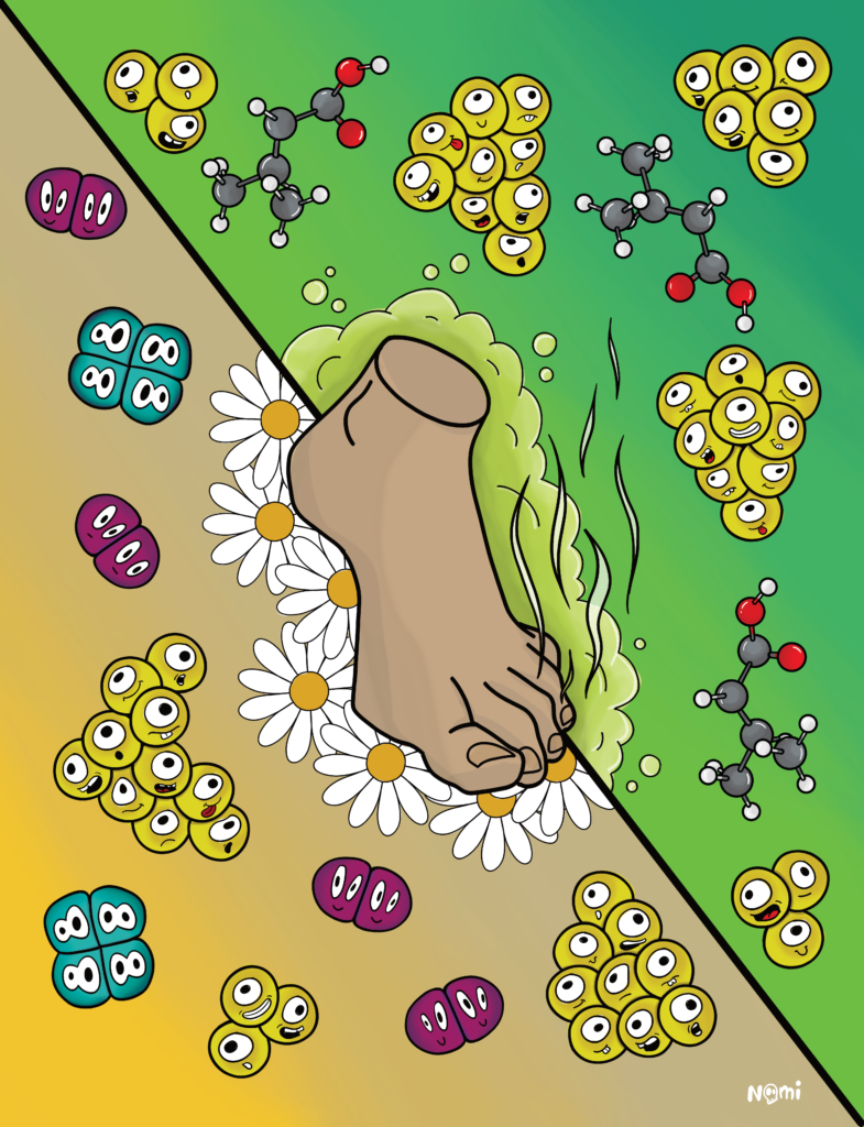 Bacteria around a human foot. Staphylococcus bacteria are shown in grape-form and produce molecules that lead to smelly feet. Other bacteria have a more positive impact on the smell of feet.