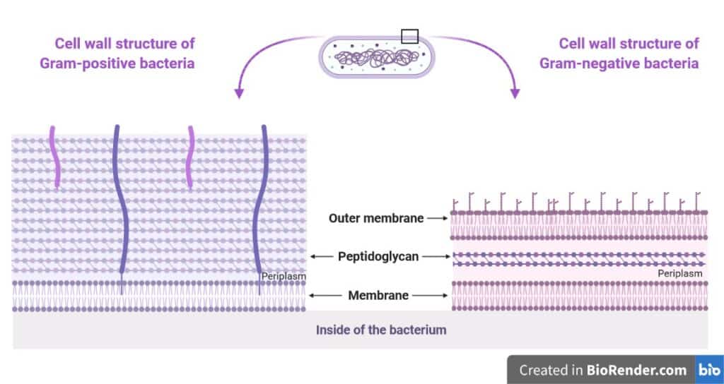 Schematic of the bacterial cell envelopes of Gram-positive and Gram-negative bacteria. The peptidoglycan layer that give bacteria their shapes, is highlighted.