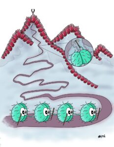 Neisseria gonorrhoeae uses their bacterial pili to attach to human gut cells.