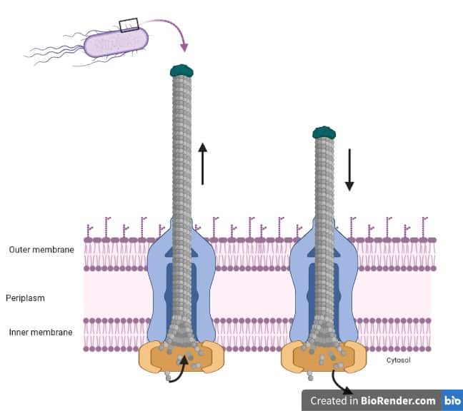 Schematic of extention and retraction of the bacterial pilus.