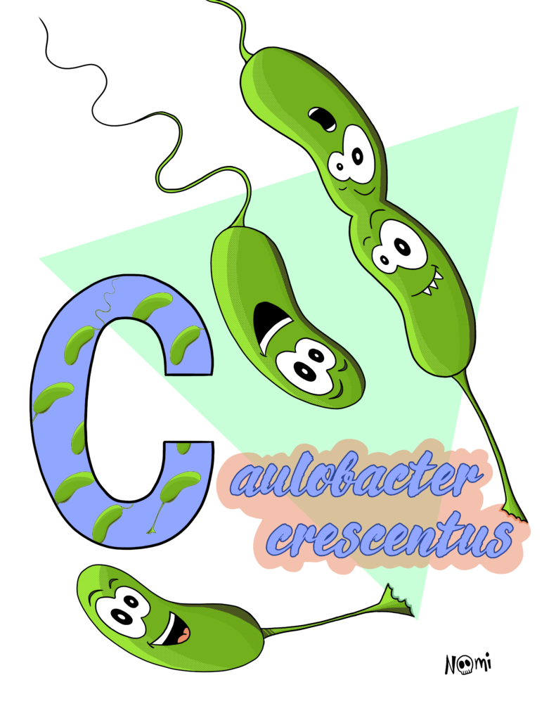 Caulobacter crescentus is the main producer of bacterial glue.