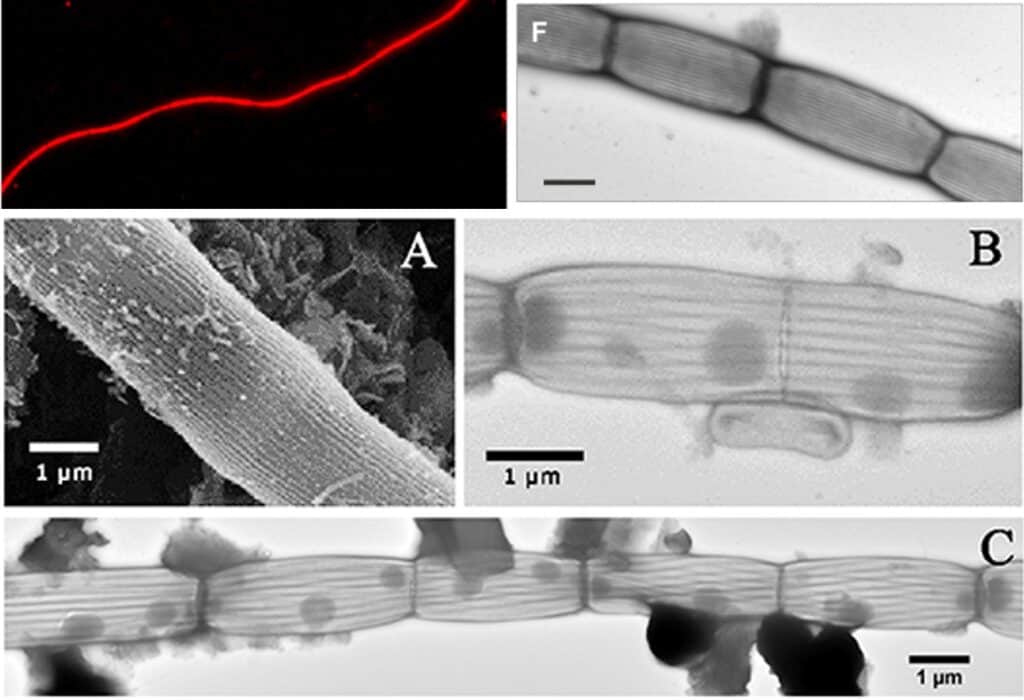 Cable bacteria imaged with different spectroscopic techniques. Cells are arranged along their longitudinal axis forming a long and insulated filament with a common outer membrane that functions as an insulator, so that these bacteria conduct electricity.