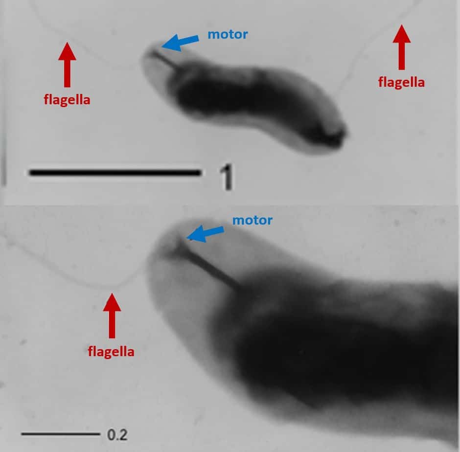 The bacterium Campylobacter jejuni with its two flagella. Both flagella are on opposite ends of the bacterium and connected to a motor inside the cell.