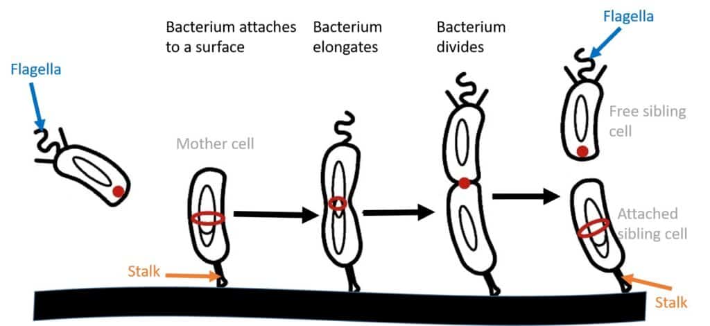 Caulobacter crescentus bacterial cell division cycle. The bacterium attaches to a surface with its stalk, grows and divides into two daughter cells that look differently.