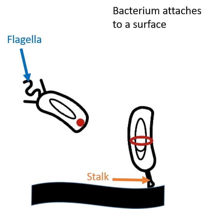 Caulobacter crescentus settles down on a surface by sticking to it with its bacterial glue