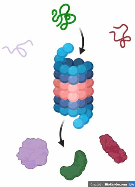 Chaperones help misfolded proteins to fold correctly during acidic stress. Salmonella deals with stress by rescuing broken proteins.