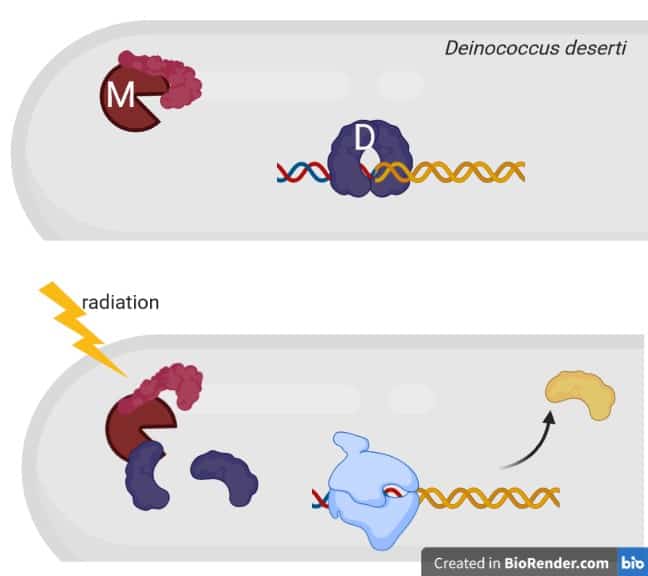 Bacteria use proteases to destroy proteins and regulate a radiation response.