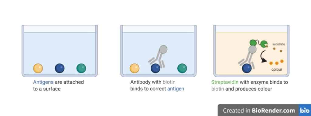 An ELISA works thanks to a bacterial system. Antigens are attached to a surface and then washed with antibodies. If an antibody and the linked biotin binds to the antigen, streptavidin can bind too. Then an enzyme is activated that leads to a colour change of the liquid.