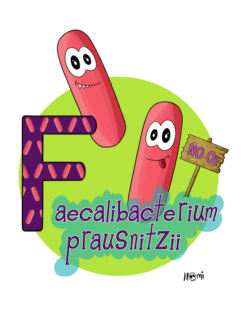 Faecalibacterium prausnitzi is a common member of the human gut microbiome.