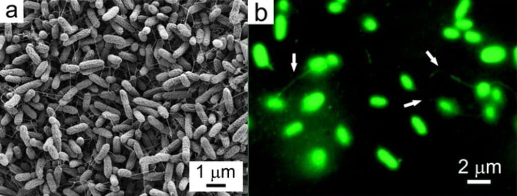 Microscocpy images of microbial nanowires between bacteria.