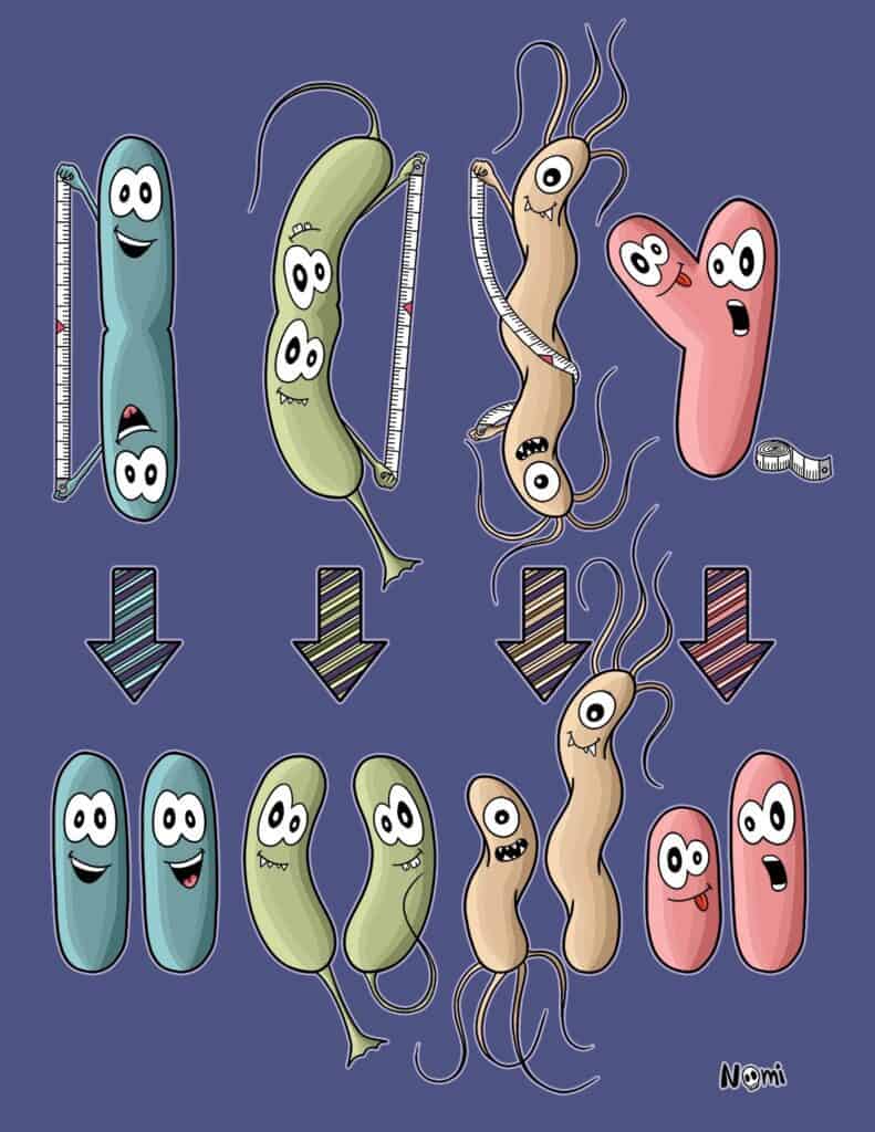 When bacteria divide, they do not always produce identical daughter cells. Asymmetrical bacterial cell division results in daughter cells of different sizes or forms.