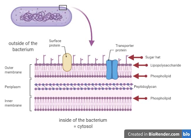 The bacterial cell envelope of Gram-negative bacteria consists of an outer and an inner membrane. While the inner membrane contains only phospholipids, the outer membrane of Gram-negative bacteria contains both phospholipids and lipopolysaccharides.