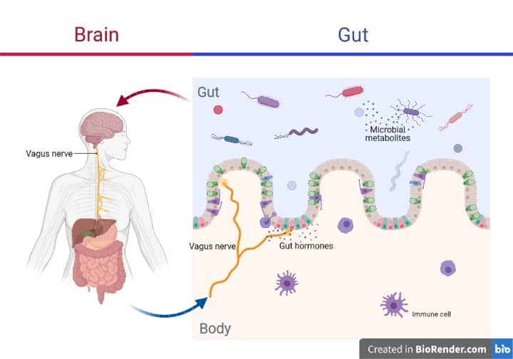 Schematic of the gut-brain axis and how the gut microbiome influences mental health. Microbes produce metabolites that stimulate the vagus nerve. This covers the gut lining and is connected to the brain.