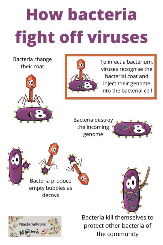 How bacteria fight off viruses
