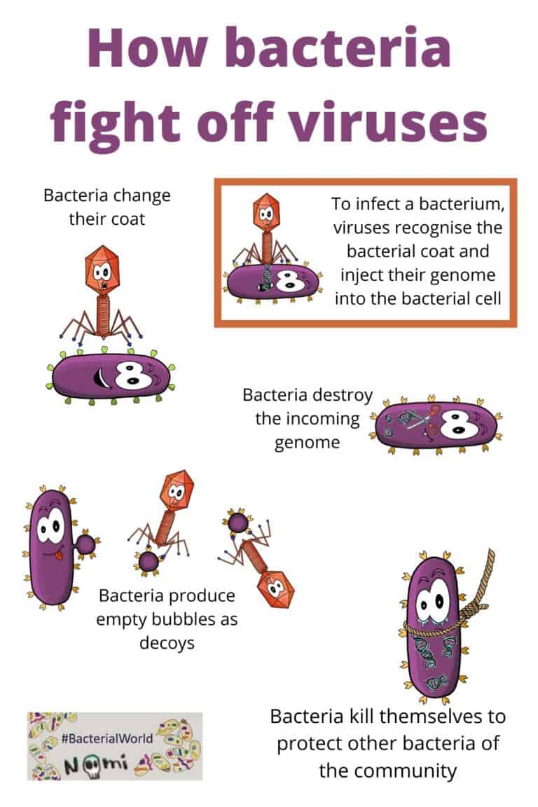 Bacteria fight off viruses with many different mechanisms