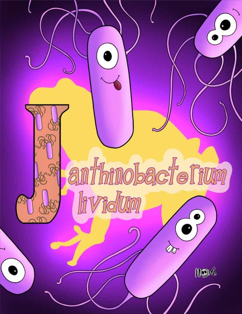 Janthinobacterium lividum