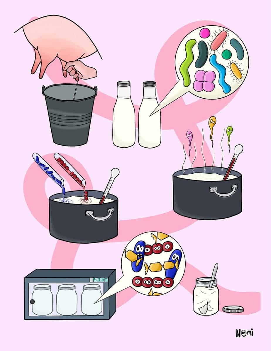 The yogurt making process in a comic. Bacteria break down the sugars in milk and produce yogurt.