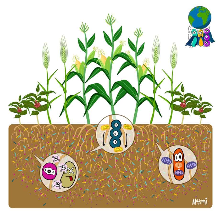 III. Types of Soil Microorganisms Used as Biofertilizers