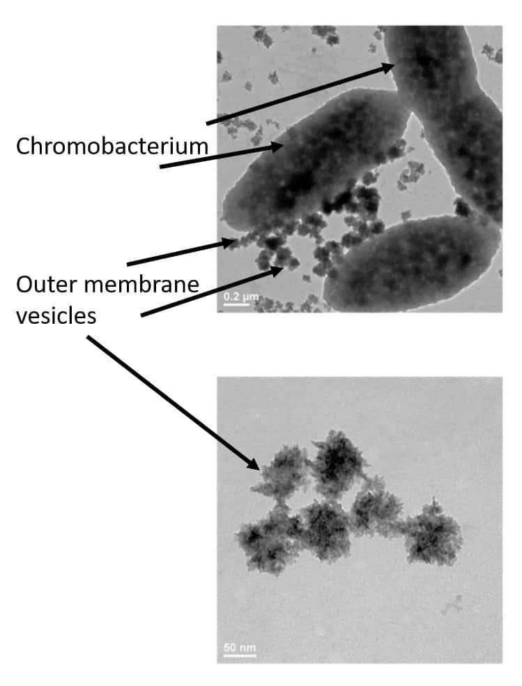 Chromobacterium violaceum produces outer membrane vesicles.