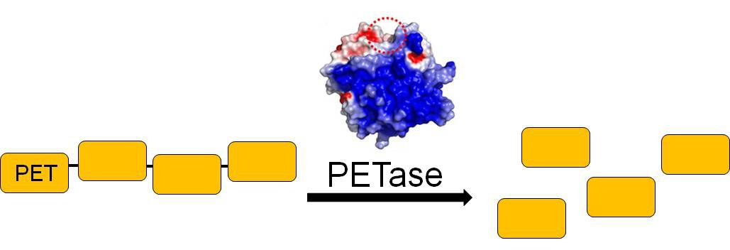 The PETase enzyme breaks down the plastic polyethylene terephthalate (PET; orange rectangles) into smaller units for Ideonella sakaiensis to use for energy.  The 3-D structure of PETase is shown with the active site circled in red.