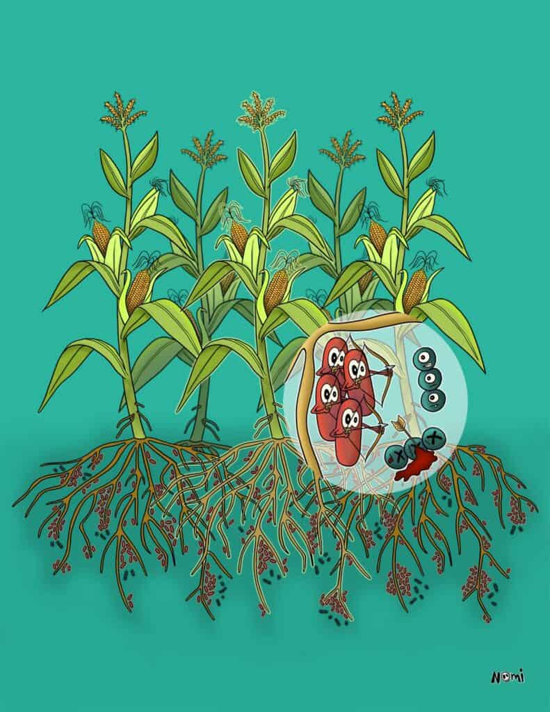 Biocontrol agents are bacteria, like Pseudomonas putida, that grow close to the roots of plants. Here, they use bacterial nanoweapons like the type 6 secretion system to fight off intruding plant pathogens.