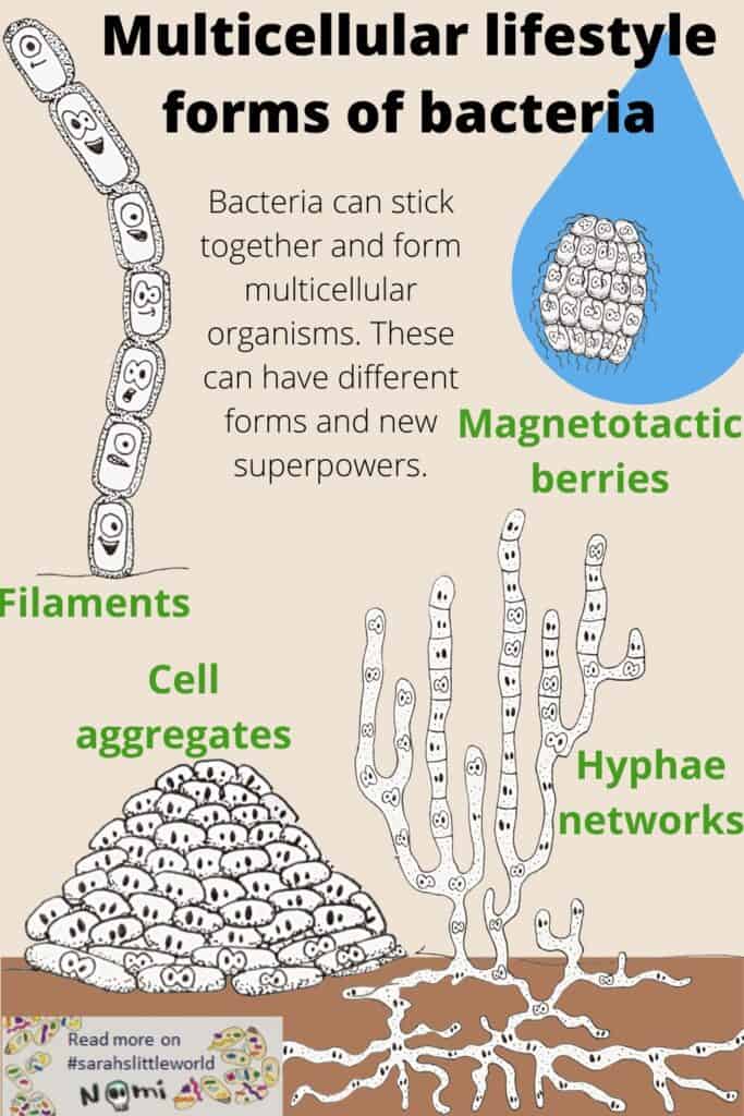 together-we-are-strong-bacteria-form-multicellular-organisms