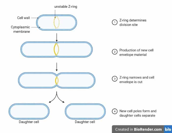 The mechanism of bacterial cell division. Bacteria divide by forming a ring, extending their cells and tightening that ring so that two identical daughter cells grow.