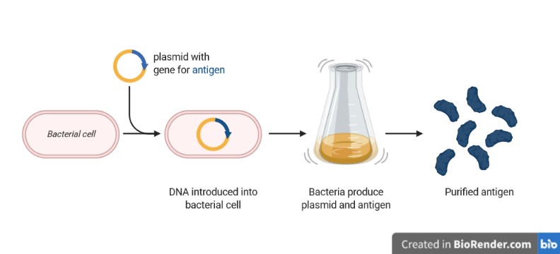 Bacteria can produce antigens for vaccines. For this, researchers grow bacteria so that they produce the plasmid and the antigen. 