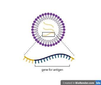 An RNA vaccine is a string of RNA within the lipid envelope.