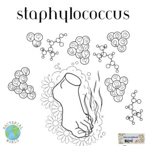 Staphylococcus bacteria on our feet produce molecules with powerful, ranchid smells.