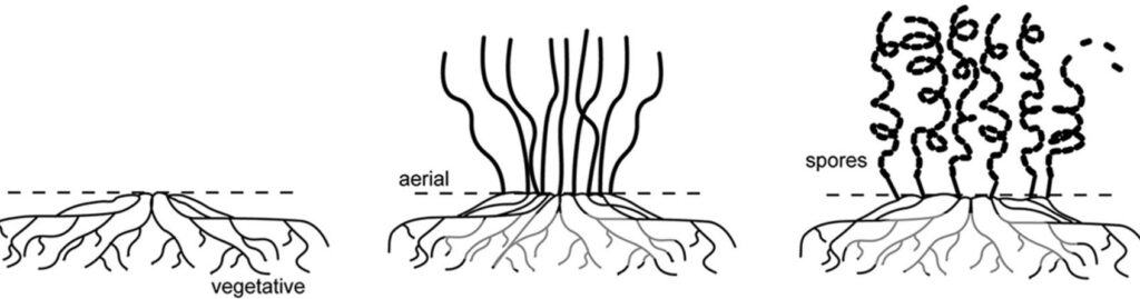 Streptomyces bacteria can form multicellular organisms as complex hyphae networks inside the soil and grow branches into the air where they also form spores.