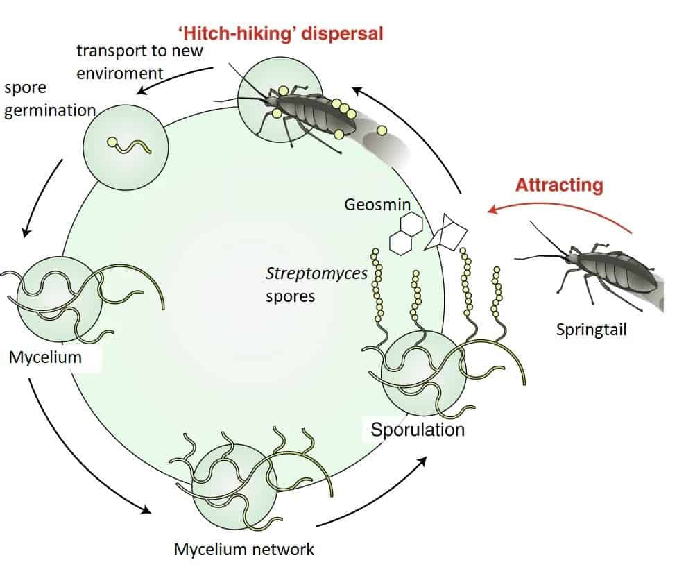 Streptomyces form spores which can be transported by small animals. They attract these animals with the molecule geosmin.