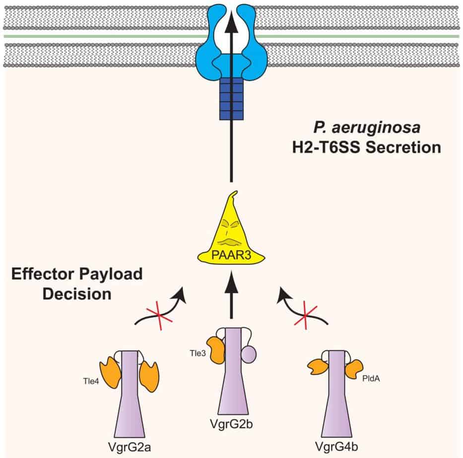 PAAR proteins decide which type 6 secretion system spike arrow is being fired outside of a bacterium