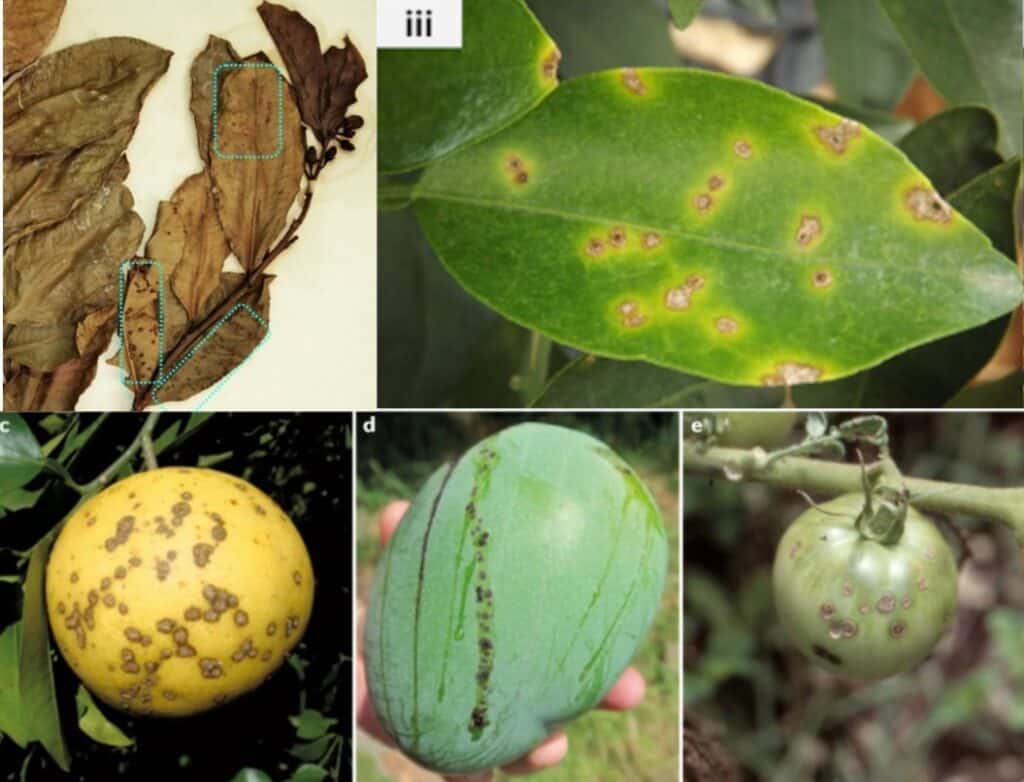 How plant-pathogenic bacteria listen to plants and make them sick